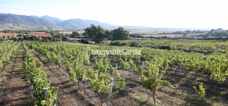 Immobilsarda presents: Wineyard Estates